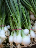 SIROP OIGNON BLANC